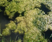 http://www.newtechbio.com/wiki/images/6/62/Close_up_of_Filamentous_Algae.jpg